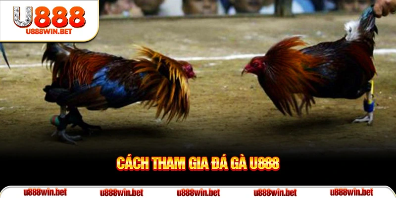 Cách tham gia đá gà U888