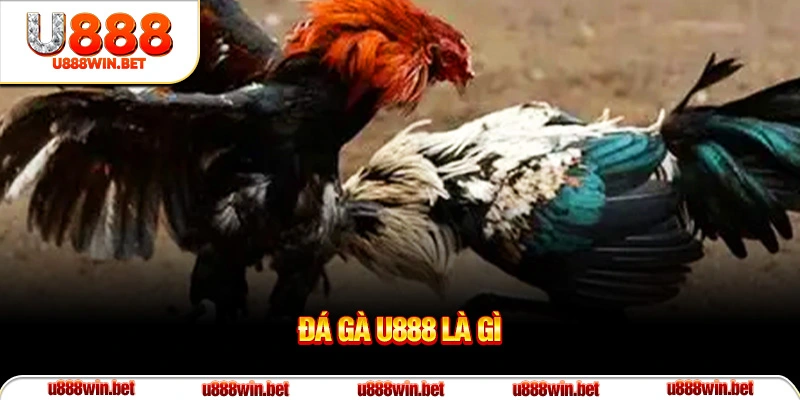 Đá gà U888 là gì